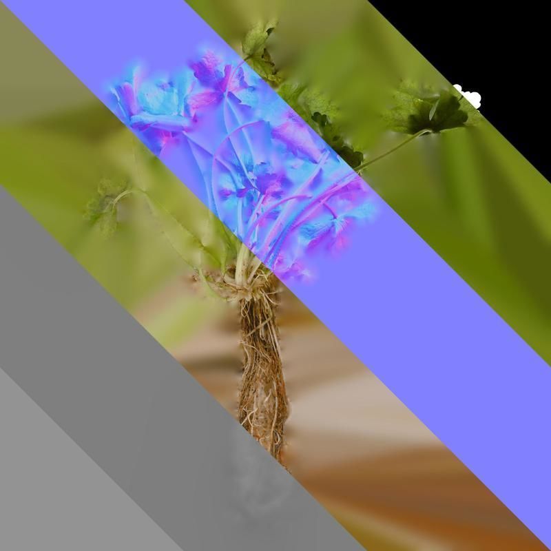 Anydrafts Ranunculus sceleratus Atlas 01 Texture_8