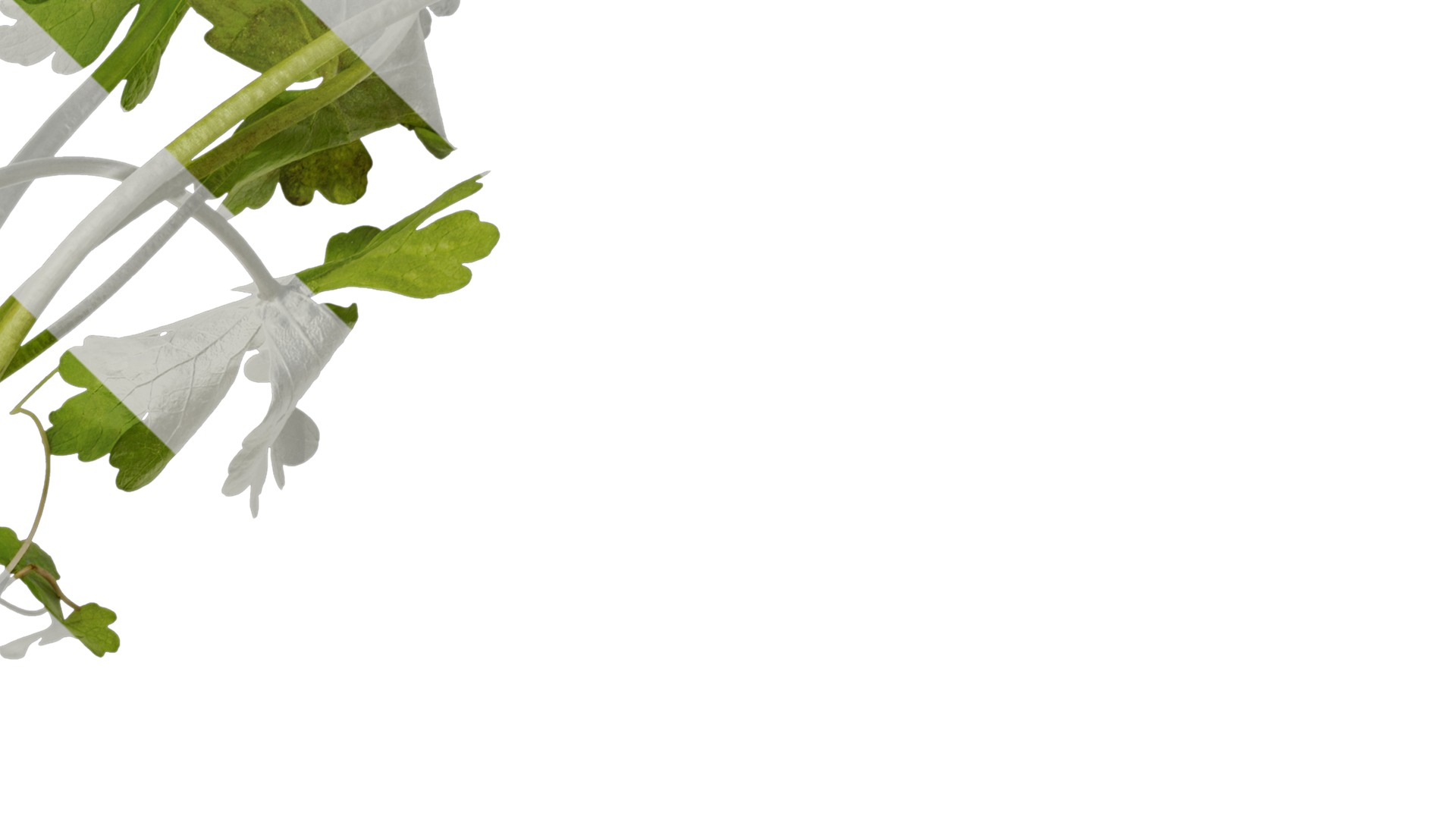 Anydrafts Ranunculus sceleratus Atlas 01 Texture_4