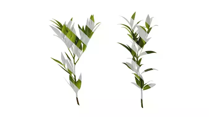 Anydrafts Podocarpus nagi Atlas 02 Texture