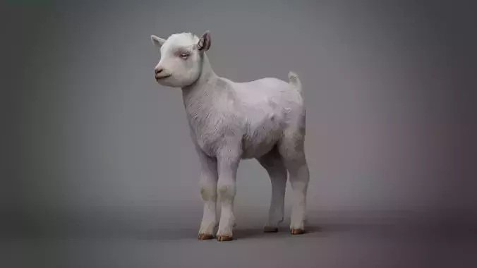 Realistic Baby Goat With Fur Faceial rig  3D model