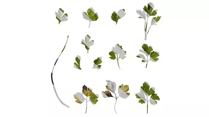 Anydrafts Ranunculus sieboldii Leaf 01