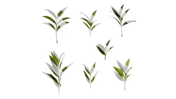 Anydrafts Podocarpus nagi Leaf 04 Texture