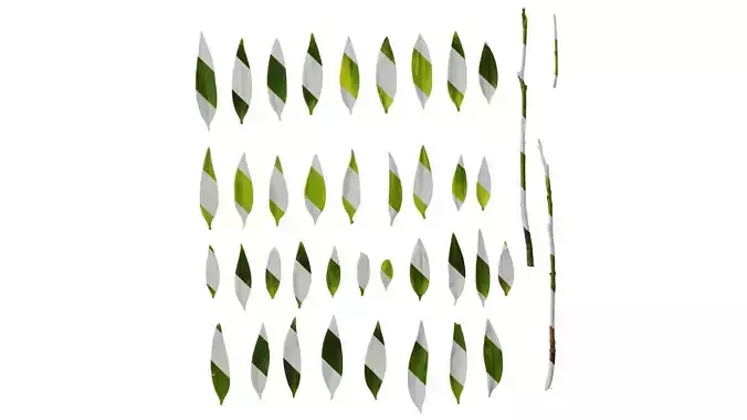 Anydrafts Podocarpus nagi Leaf 05 Texture