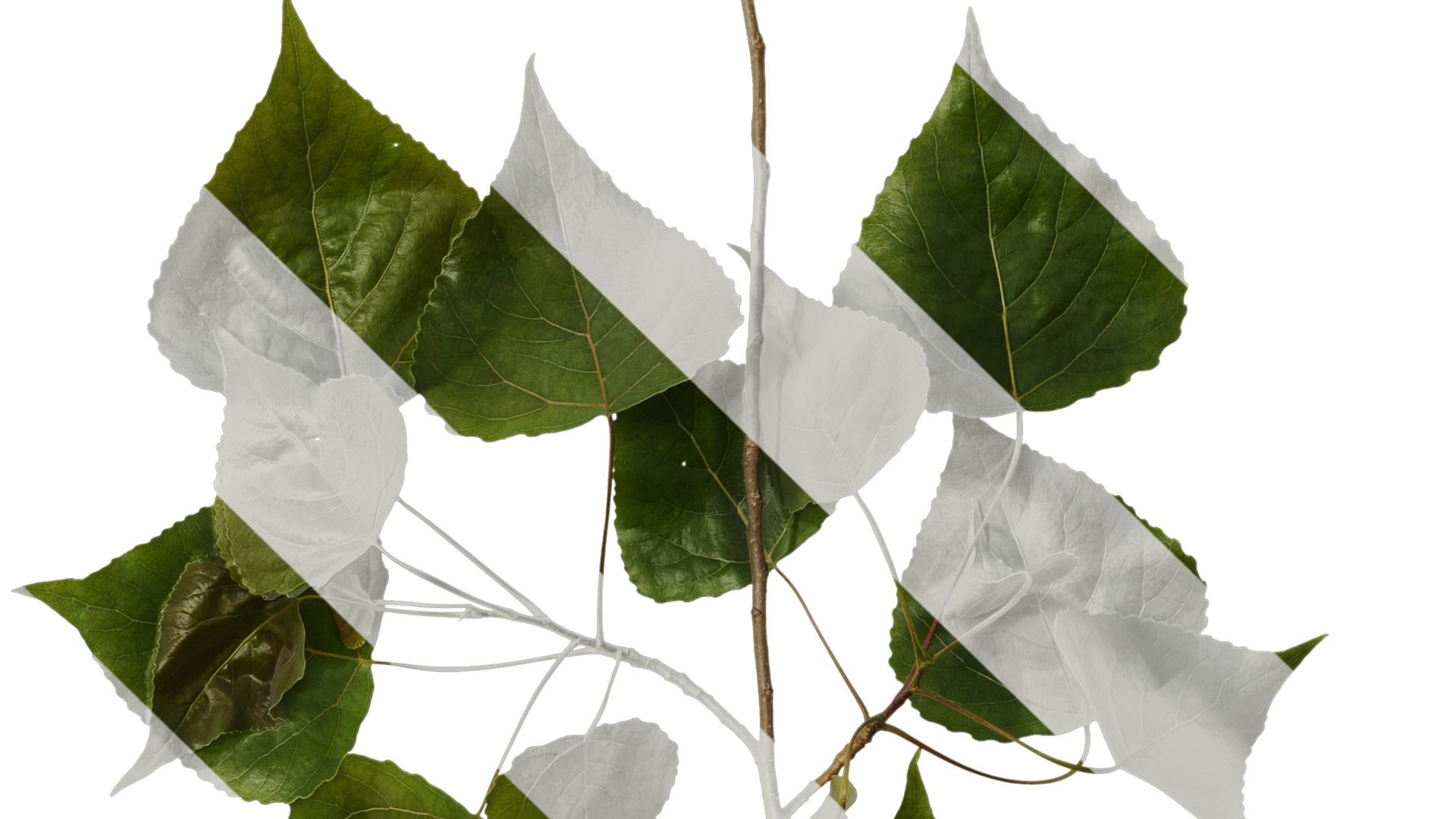 Anydrafts Populus Atlas 09 Texture_4