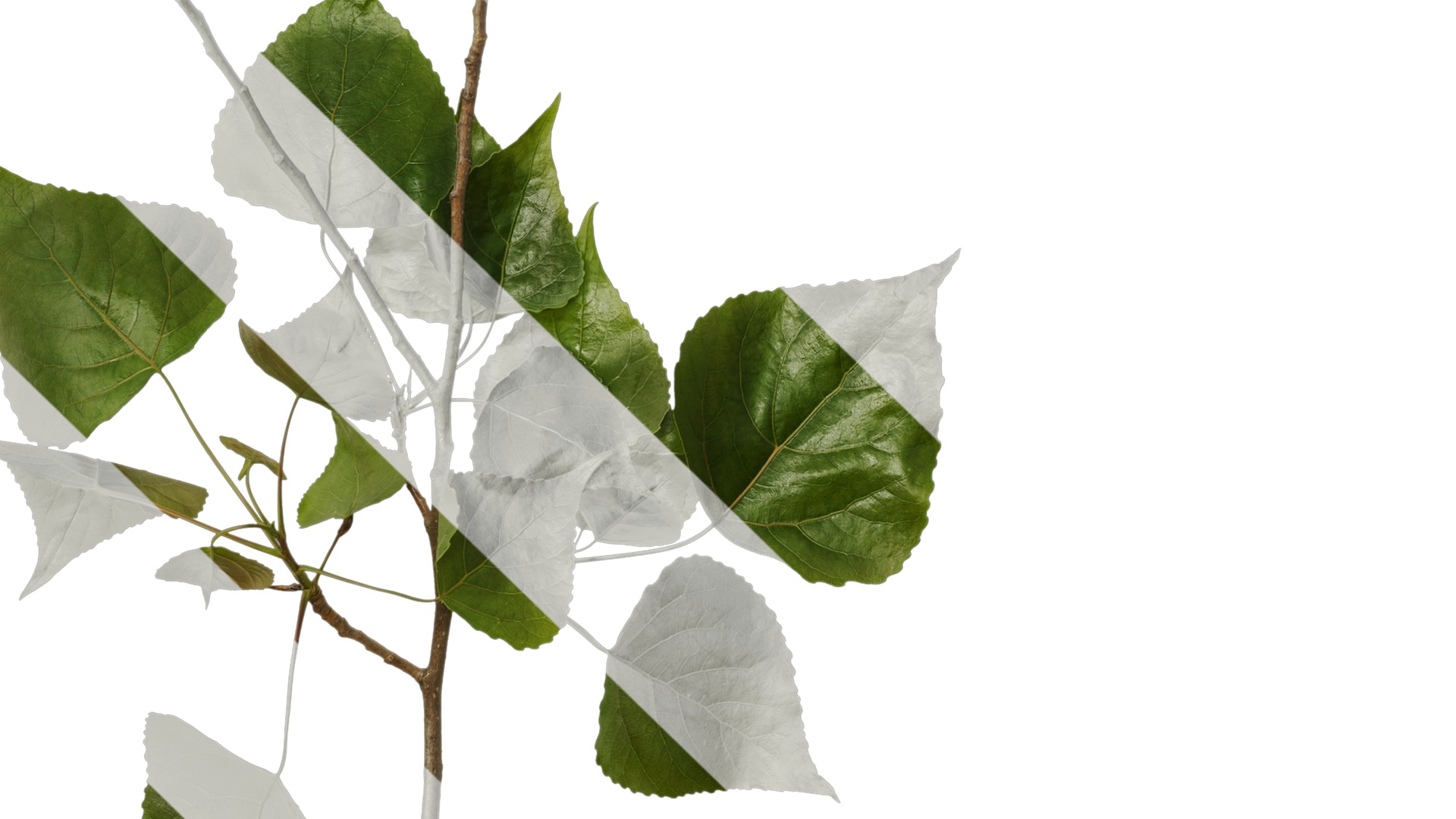 Anydrafts Populus Atlas 09 Texture_3