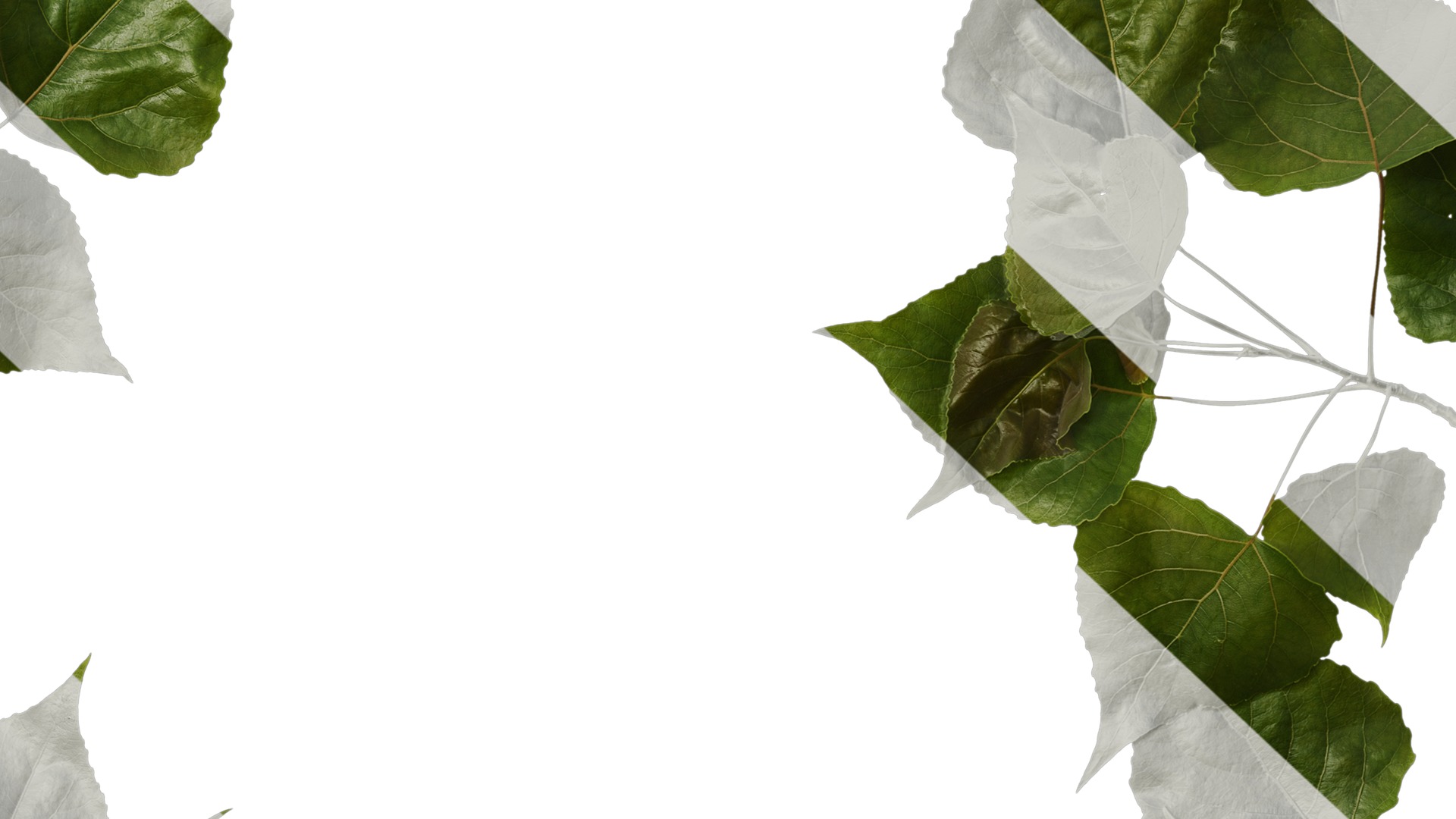 Anydrafts Populus Atlas 09 Texture_7