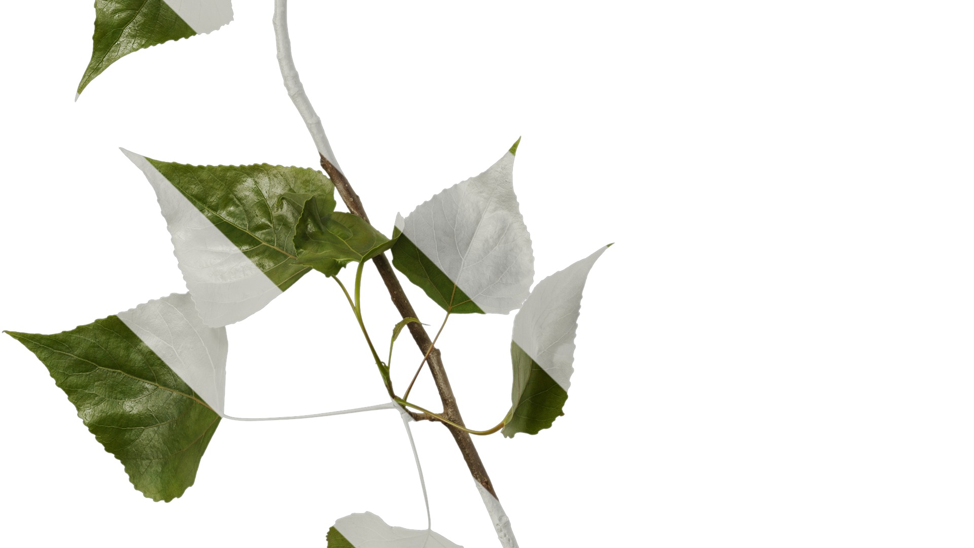 Anydrafts Populus Atlas 09 Texture_5