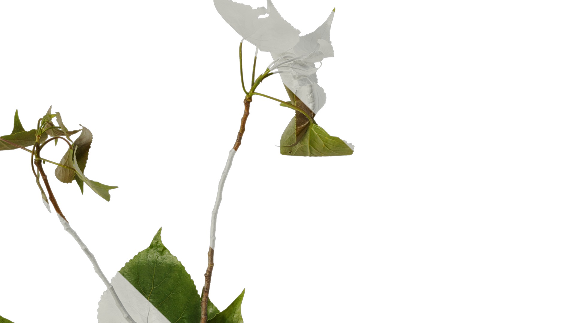 Anydrafts Populus Atlas 09 Texture_1