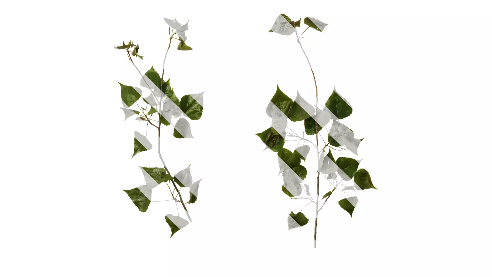 Anydrafts Populus Atlas 09 Texture_0