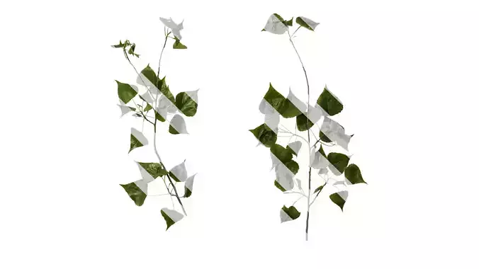 Anydrafts Populus Atlas 09