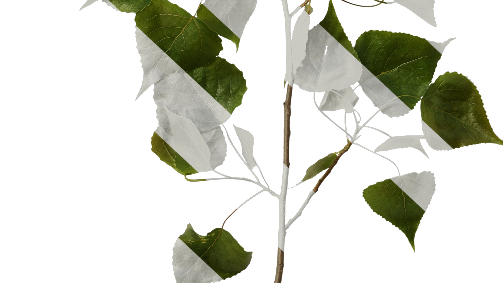 Anydrafts Populus Atlas 09 Texture_6