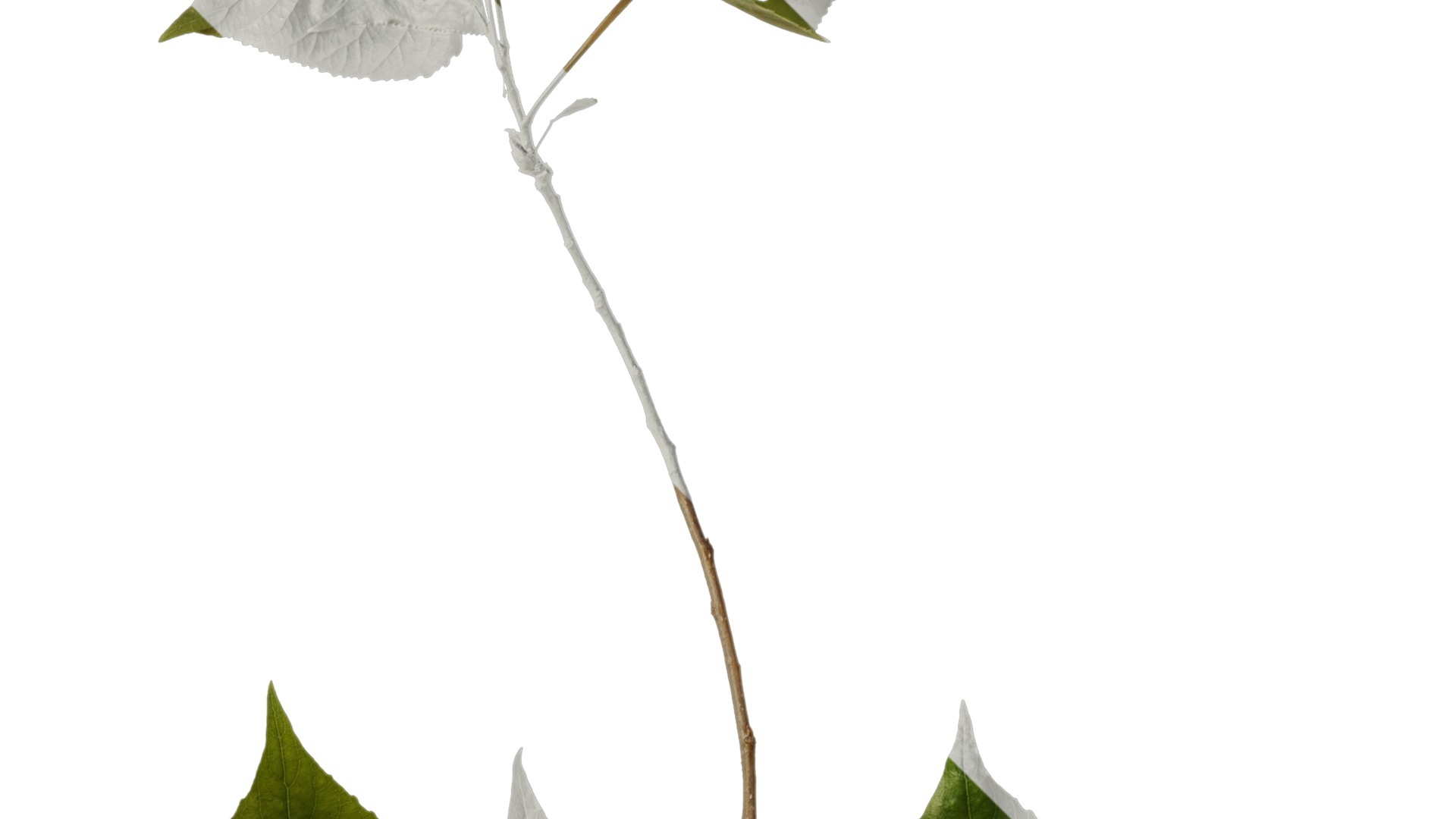 Anydrafts Populus Atlas 09 Texture_2