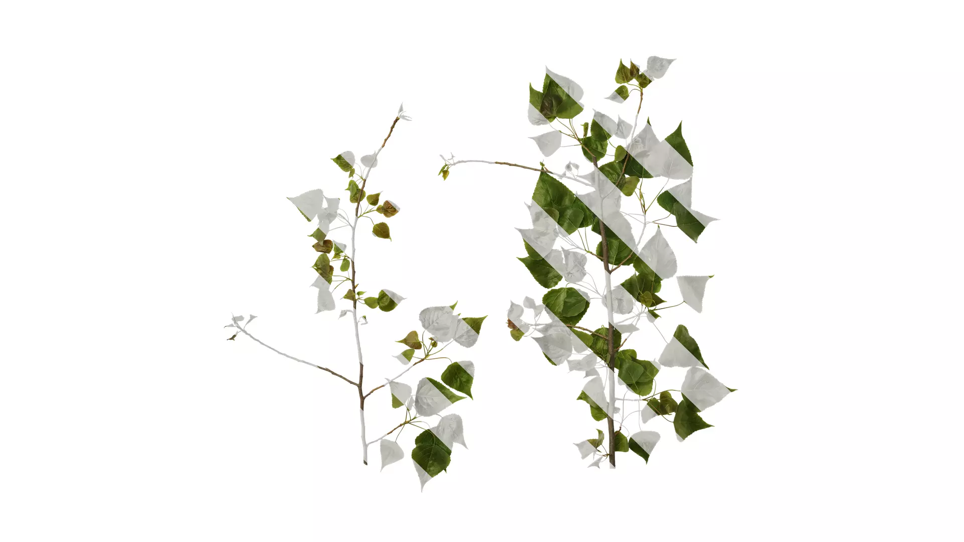 Anydrafts Populus Atlas 10 Texture_0