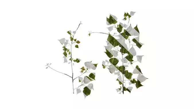 Anydrafts Populus Atlas 10