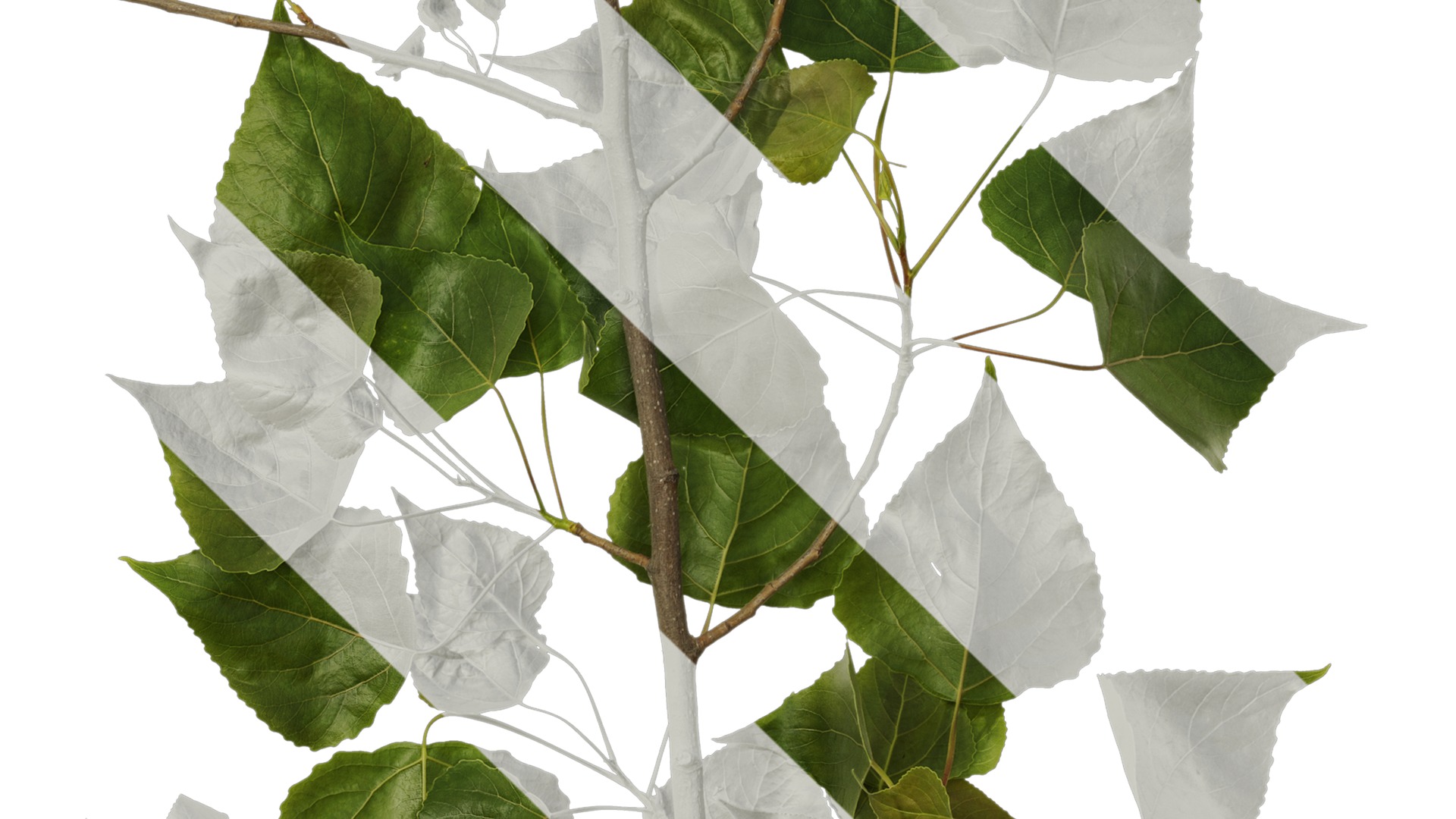 Anydrafts Populus Atlas 10 Texture_4