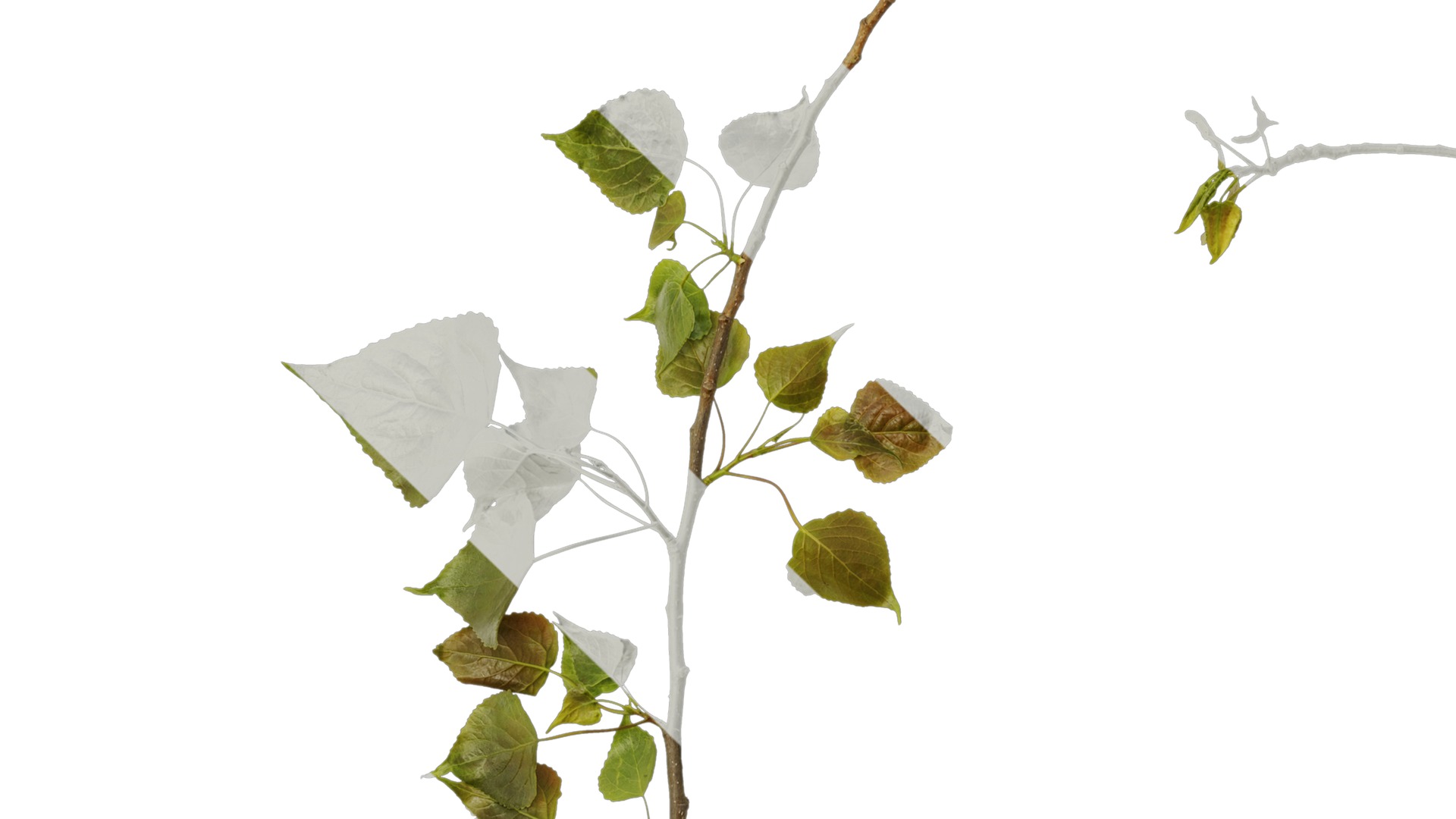 Anydrafts Populus Atlas 10 Texture_3