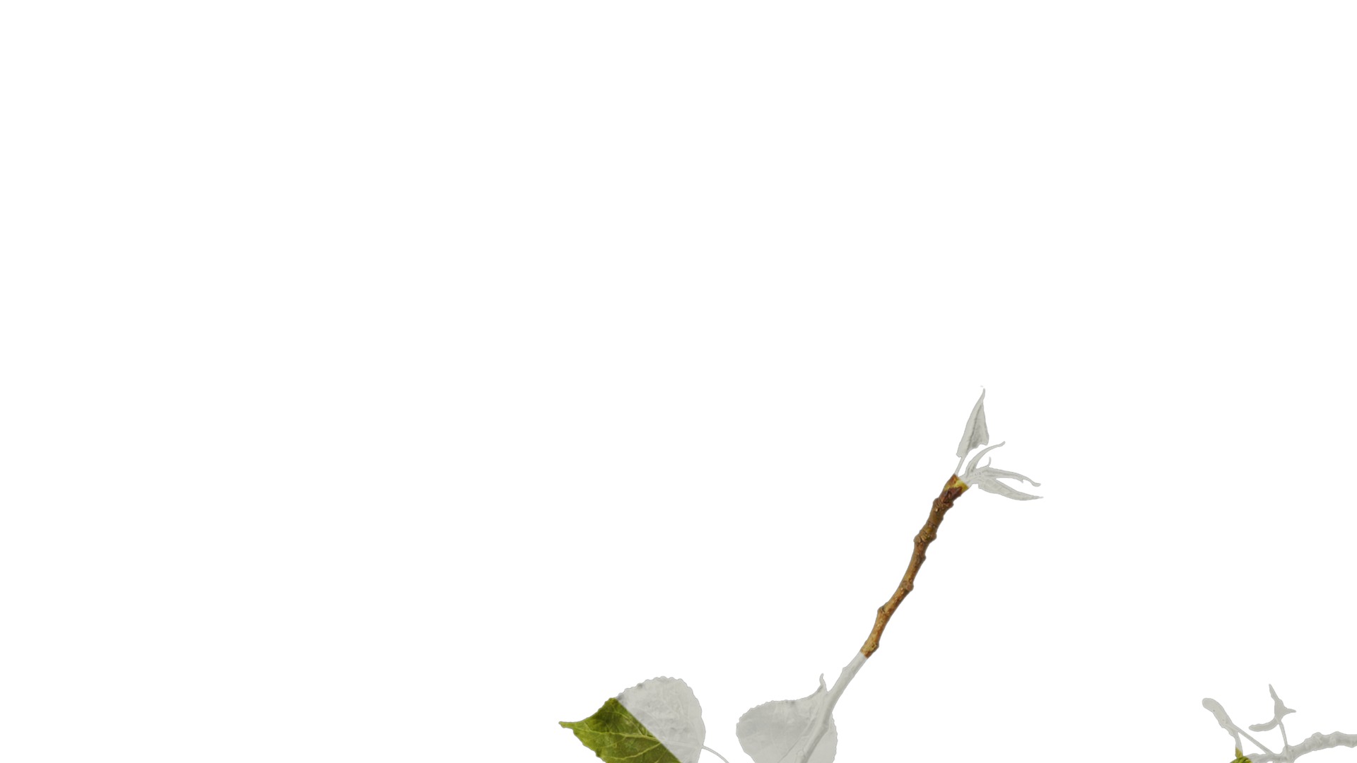 Anydrafts Populus Atlas 10 Texture_1