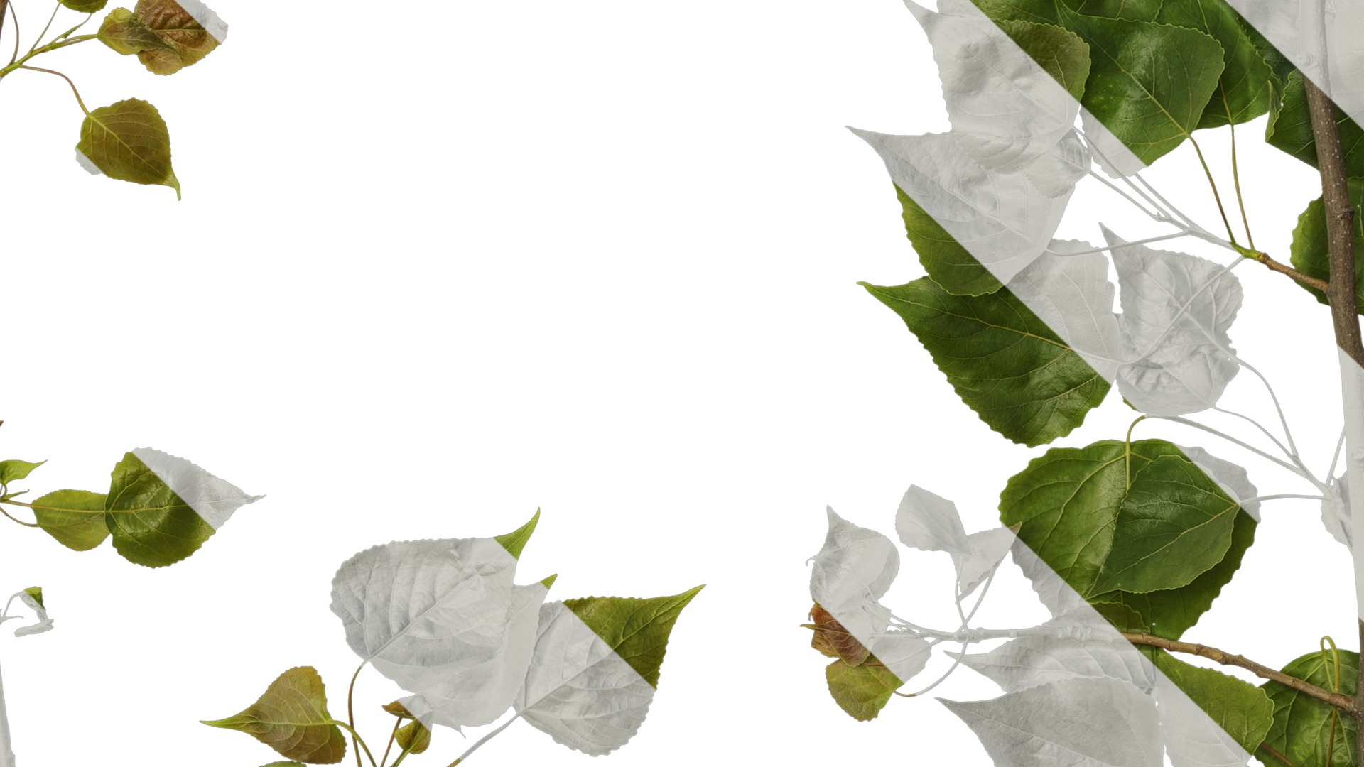 Anydrafts Populus Atlas 10 Texture_7