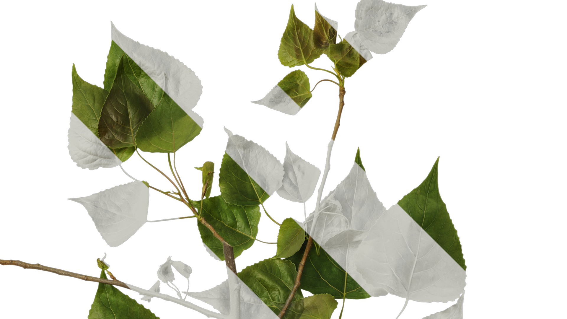 Anydrafts Populus Atlas 10 Texture_2