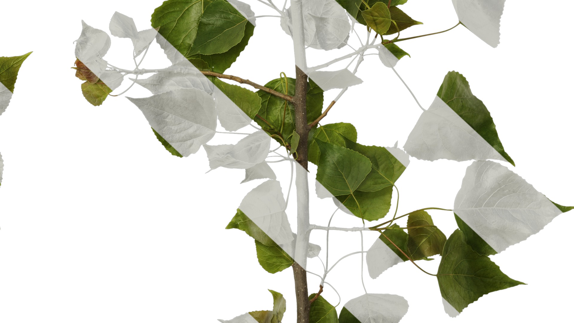 Anydrafts Populus Atlas 10 Texture_6