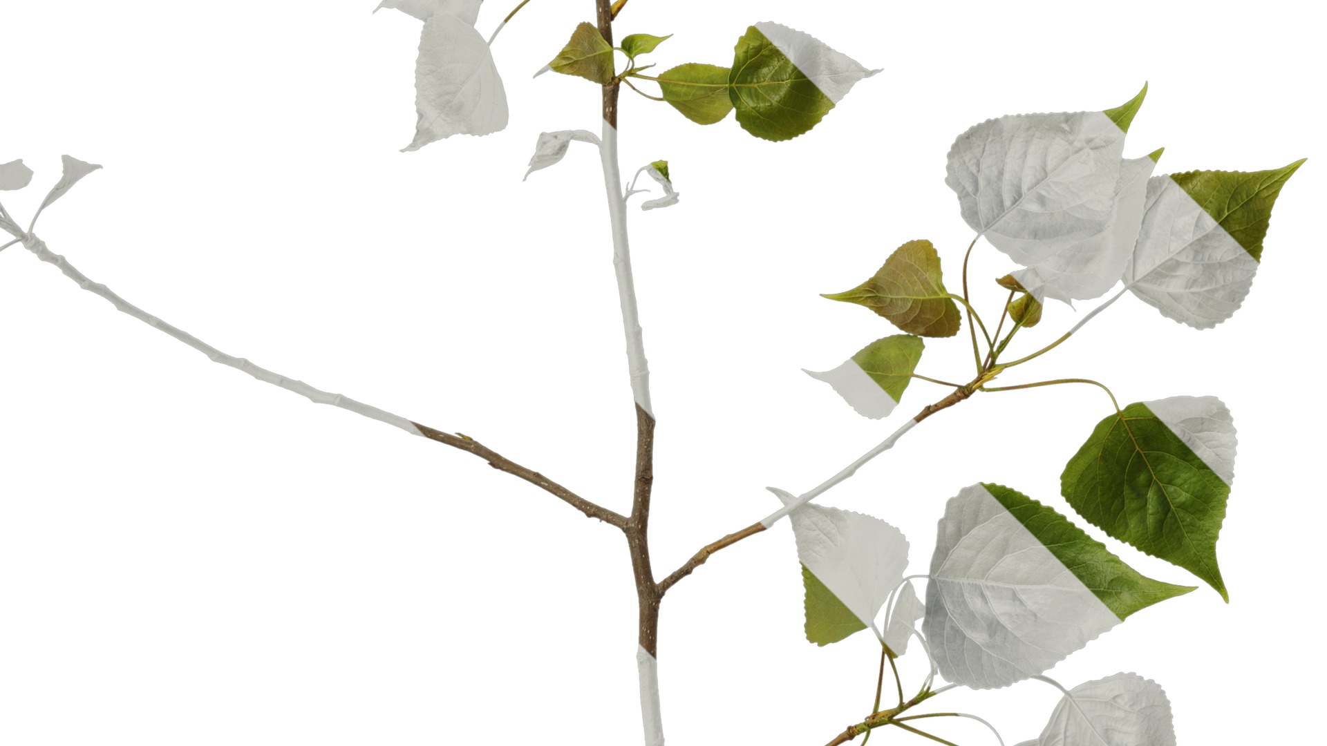 Anydrafts Populus Atlas 10 Texture_5