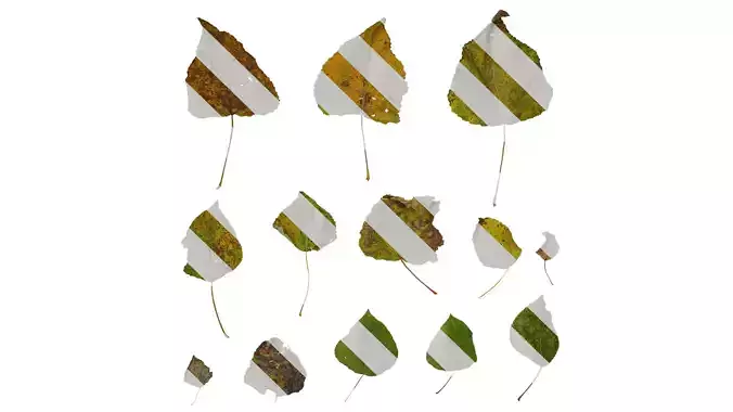 Anydrafts Populus Leaf 03