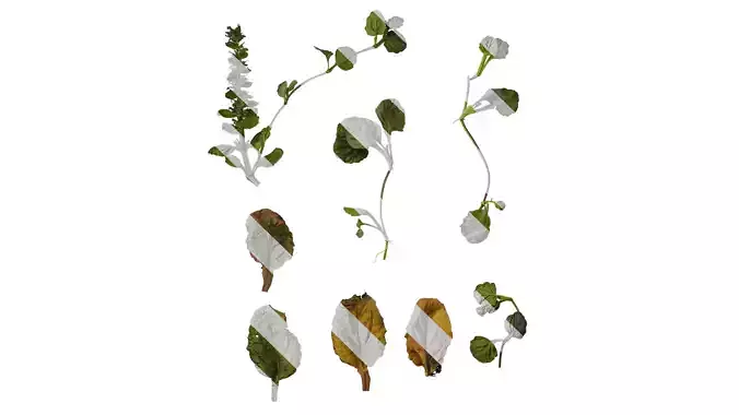 Anydrafts Scutellaria indica Atlas 01