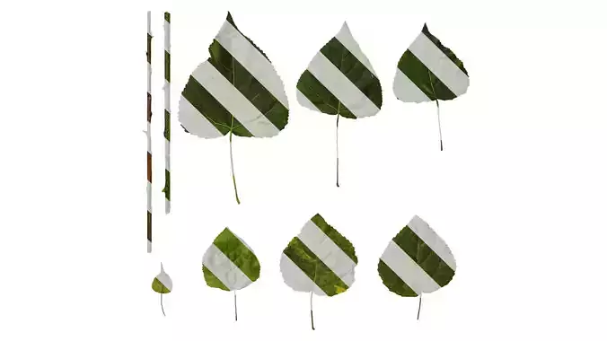 Anydrafts Populus Leaf 06