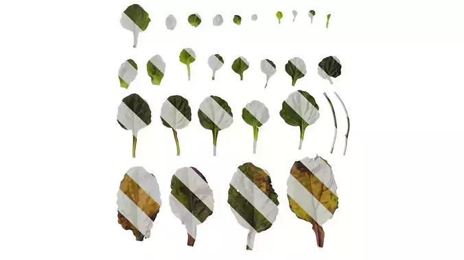 Anydrafts Scutellaria indica Leaf 01