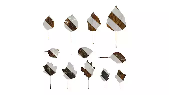 Anydrafts Populus Leaf 11