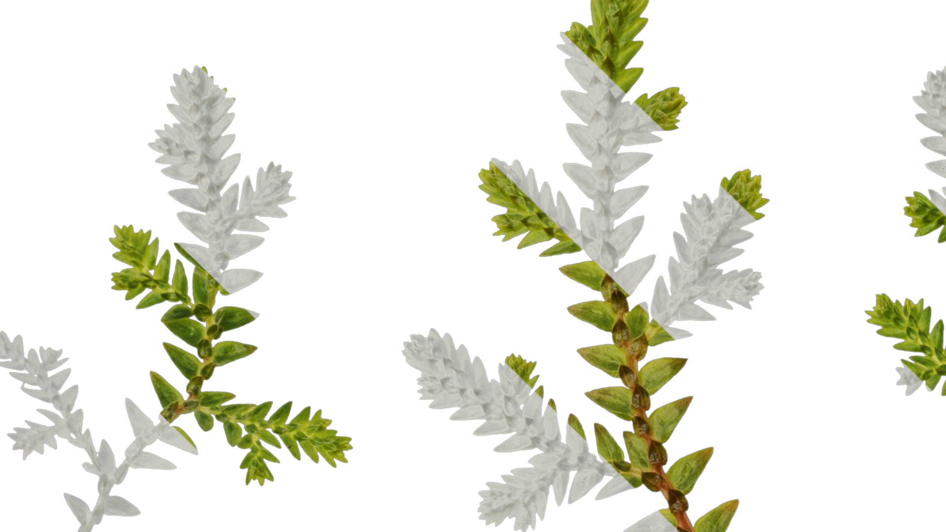 Anydrafts Selaginella heterostachys Atlas 01 Texture_1