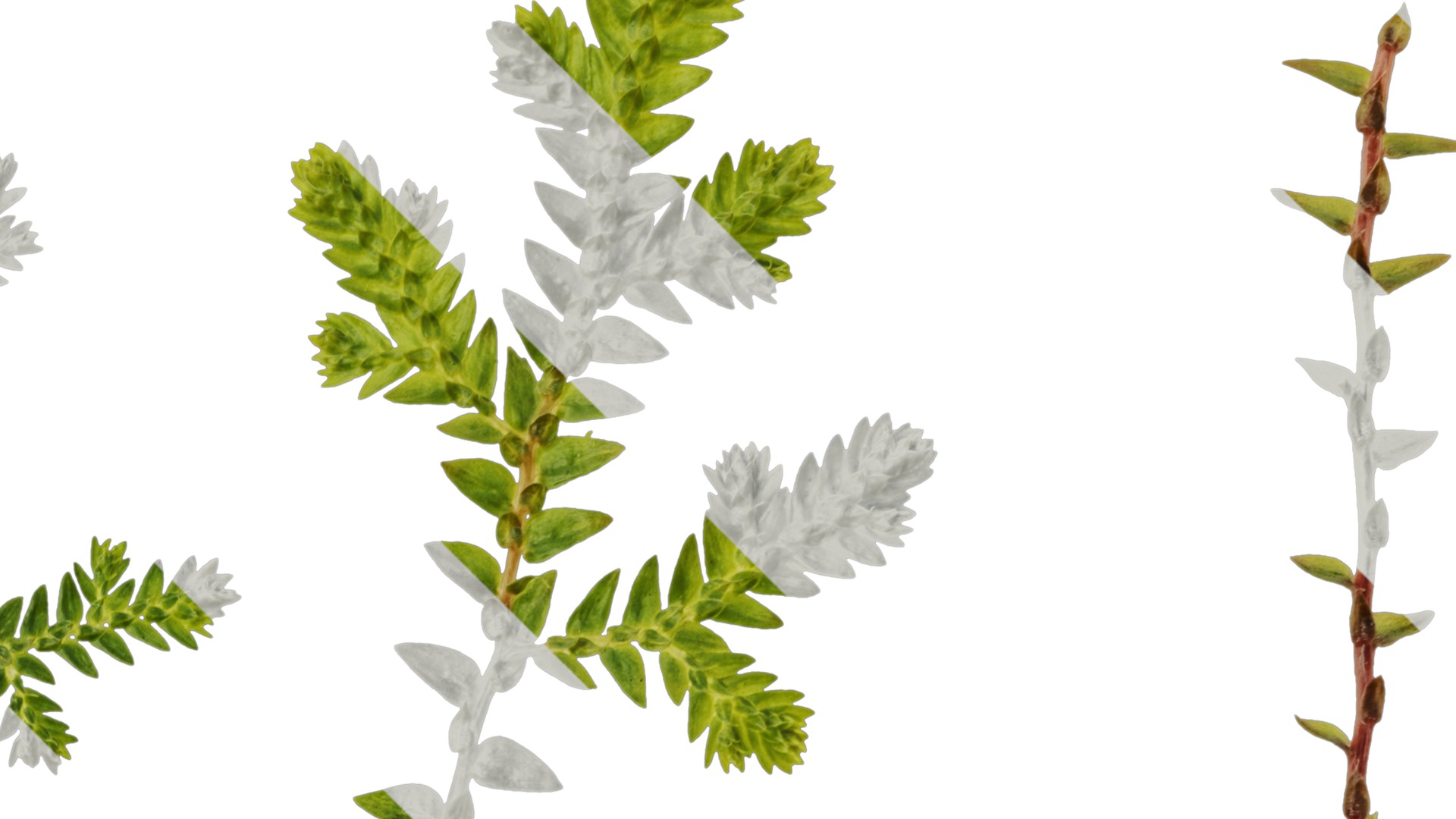 Anydrafts Selaginella heterostachys Atlas 01 Texture_2