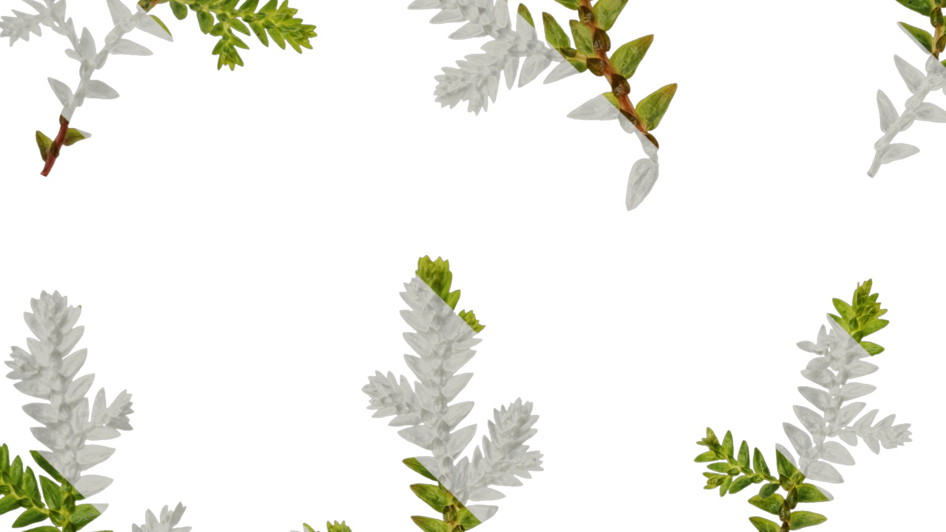 Anydrafts Selaginella heterostachys Atlas 01 Texture_3