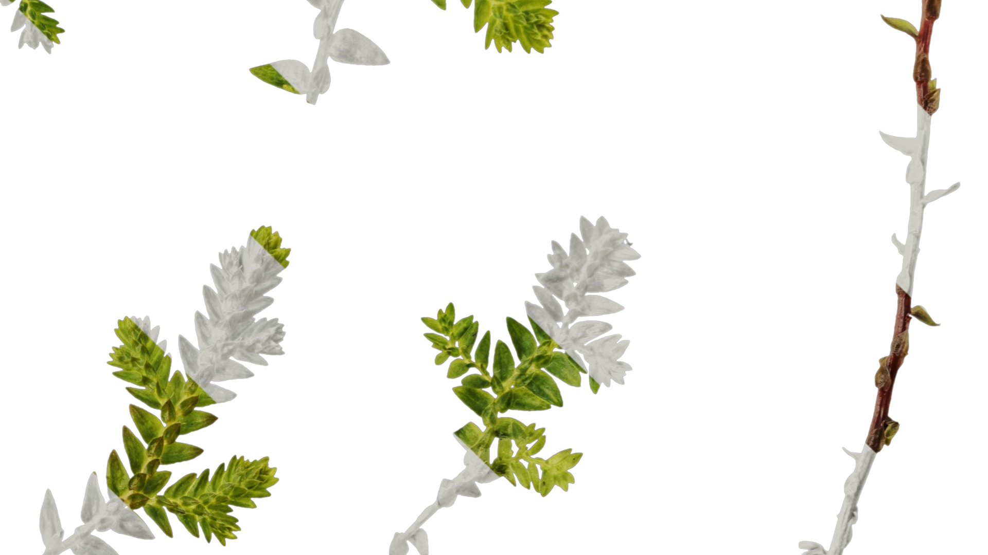 Anydrafts Selaginella heterostachys Atlas 01 Texture_4