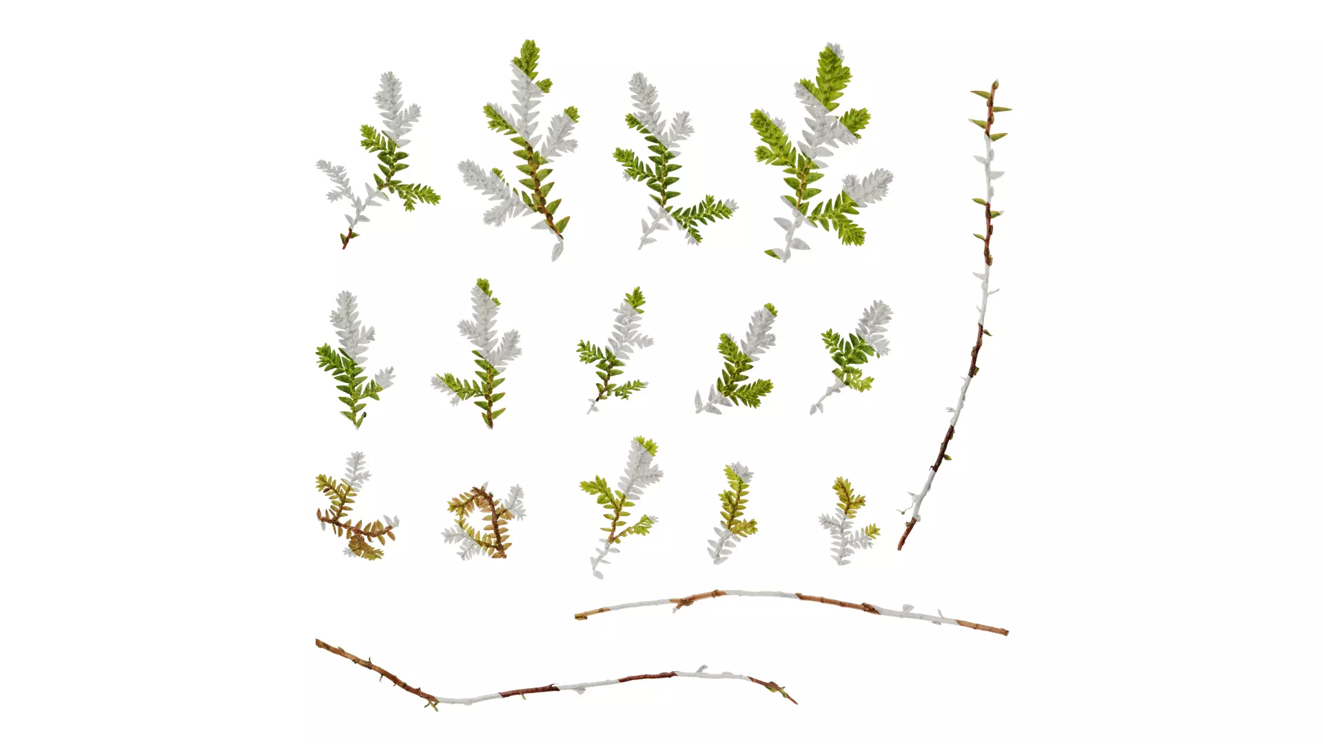 Anydrafts Selaginella heterostachys Atlas 01 Texture_0