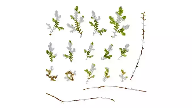 Anydrafts Selaginella heterostachys Atlas 01