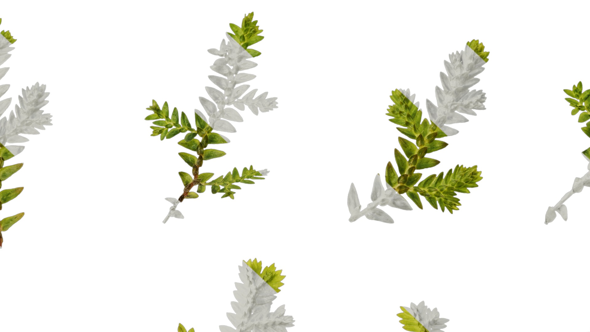 Anydrafts Selaginella heterostachys Atlas 01 Texture_7