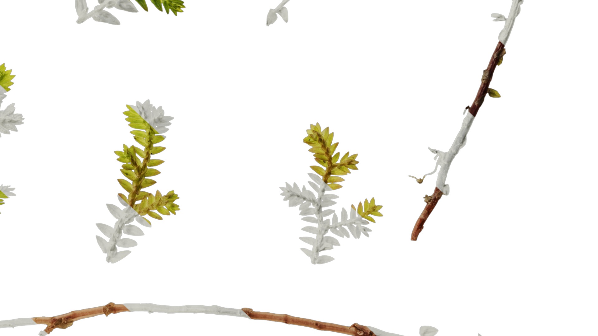 Anydrafts Selaginella heterostachys Atlas 01 Texture_6