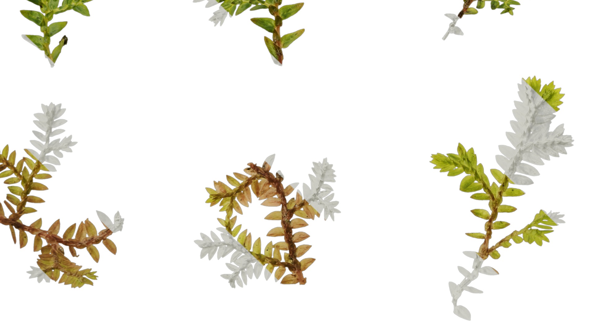 Anydrafts Selaginella heterostachys Atlas 01 Texture_5