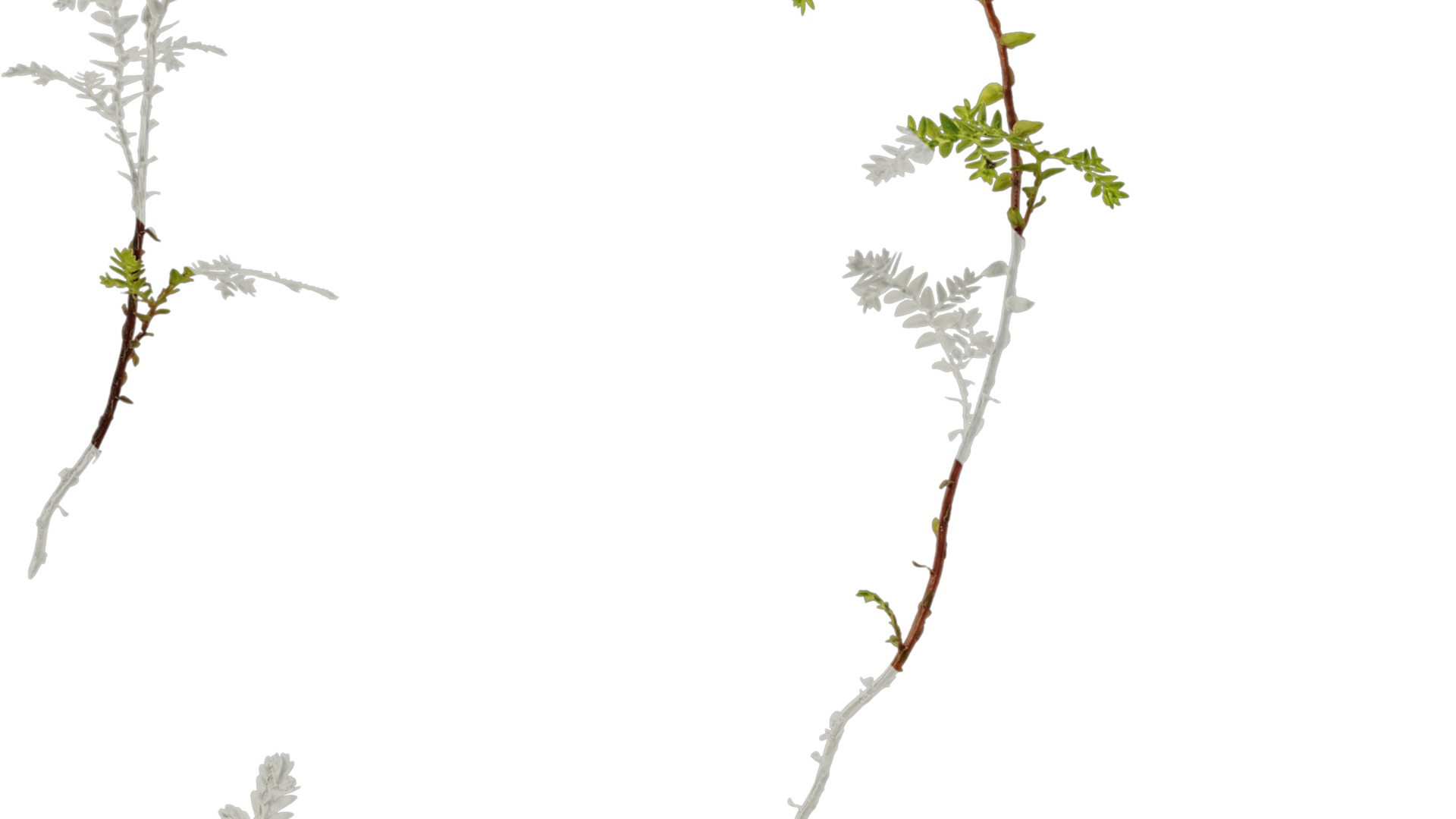 Anydrafts Selaginella heterostachys Atlas 03 Texture_3