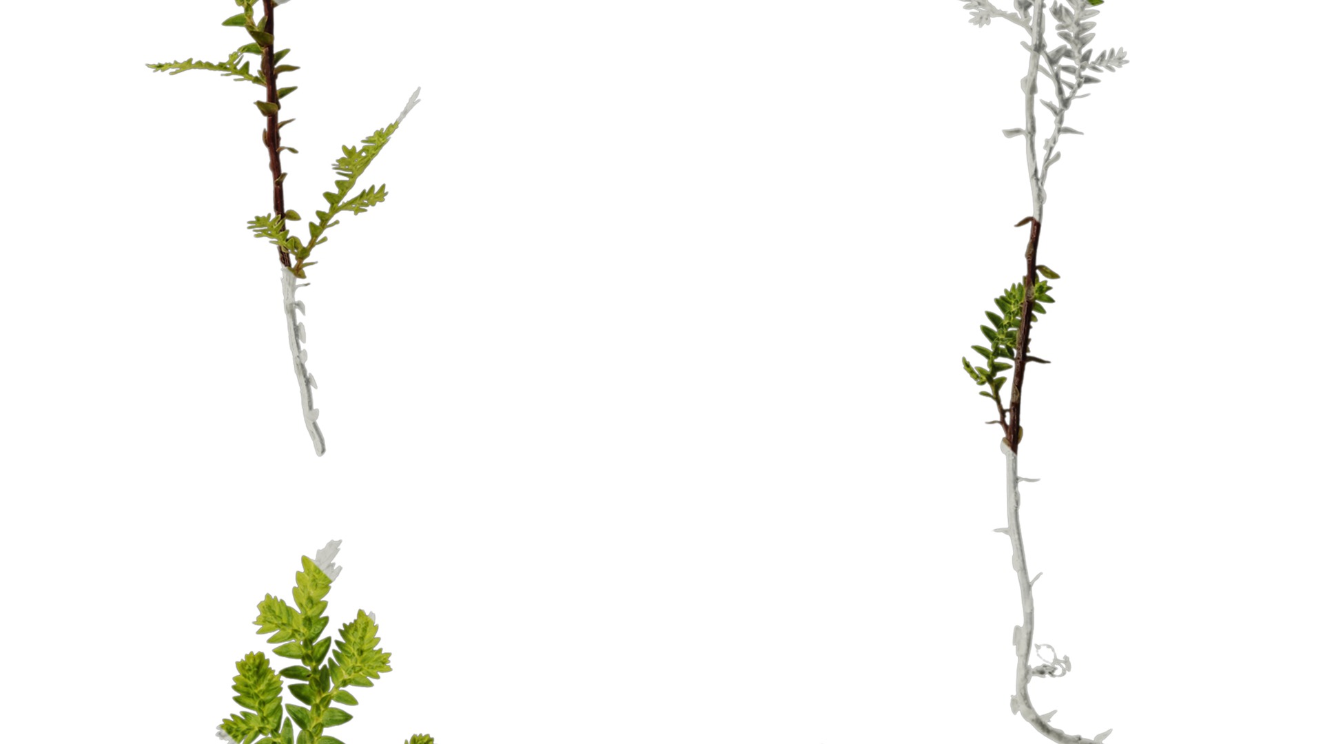 Anydrafts Selaginella heterostachys Atlas 03 Texture_4