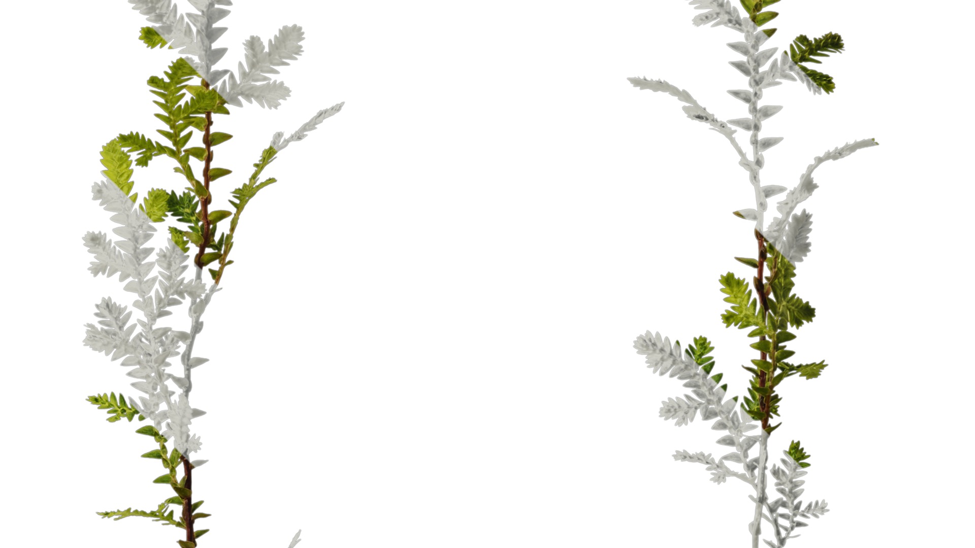 Anydrafts Selaginella heterostachys Atlas 03 Texture_2