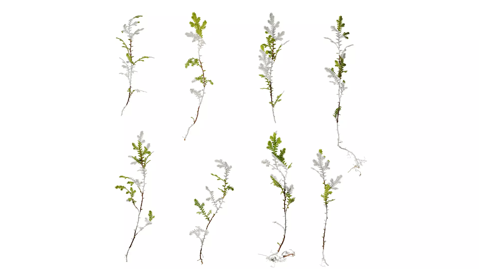 Anydrafts Selaginella heterostachys Atlas 03 Texture_0