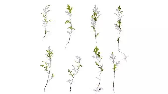 Anydrafts Selaginella heterostachys Atlas 03