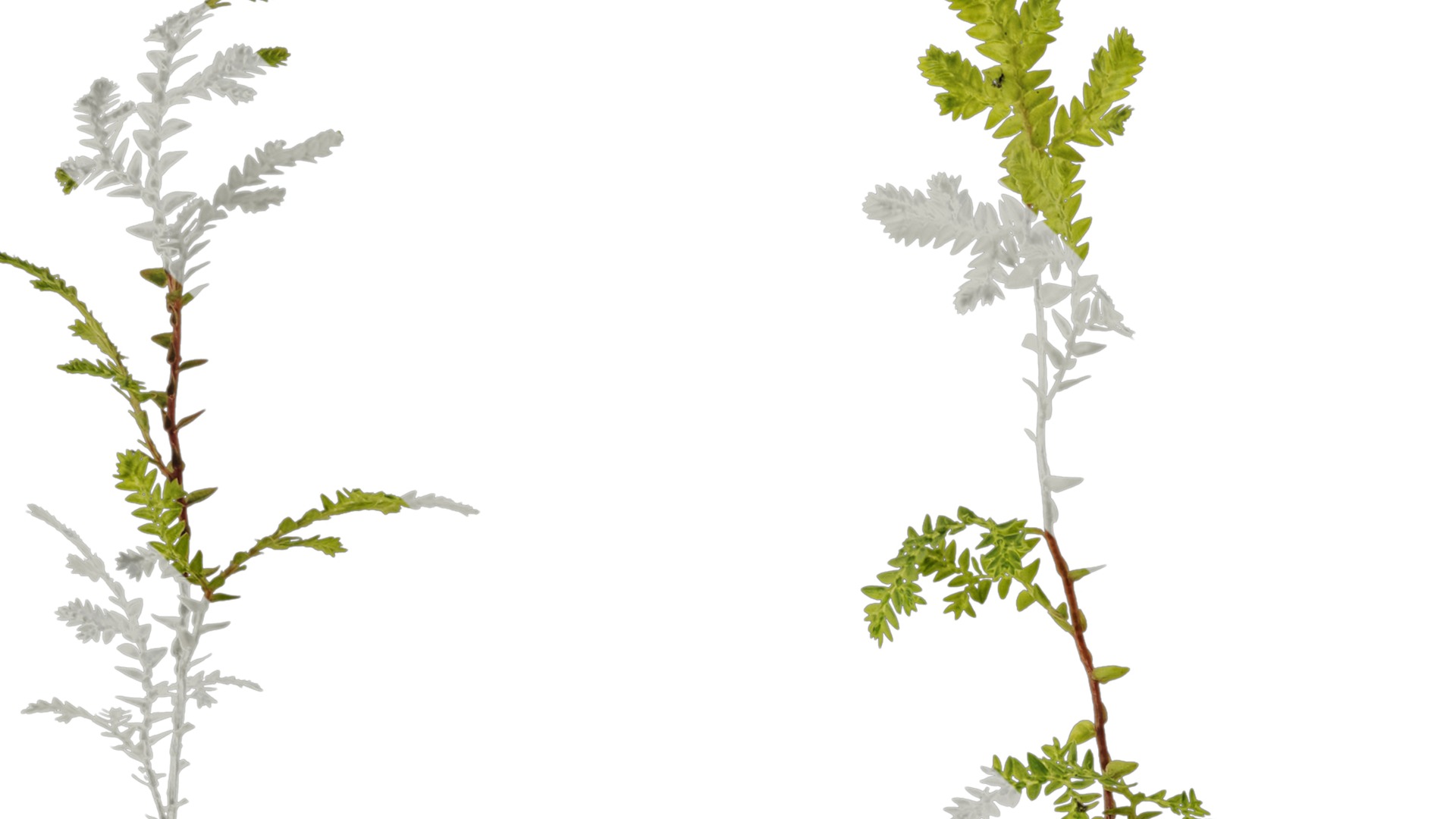 Anydrafts Selaginella heterostachys Atlas 03 Texture_1