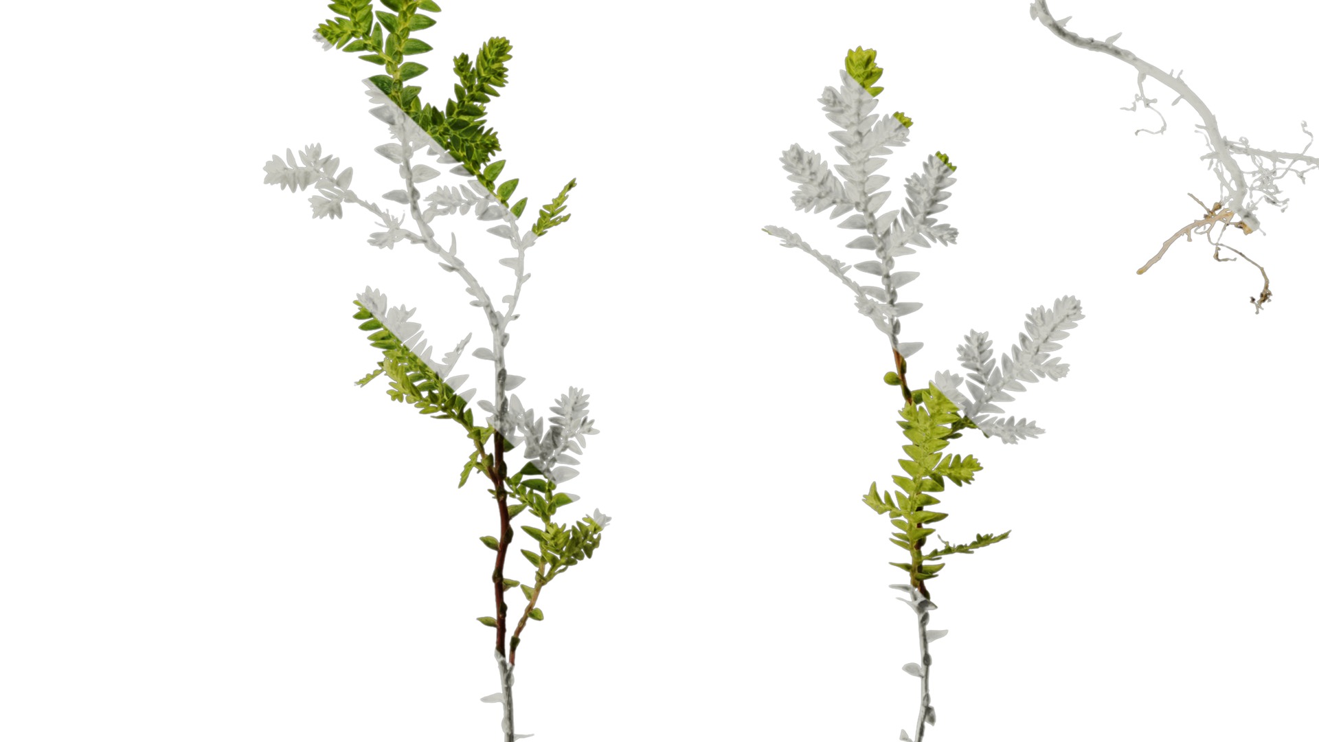 Anydrafts Selaginella heterostachys Atlas 03 Texture_6