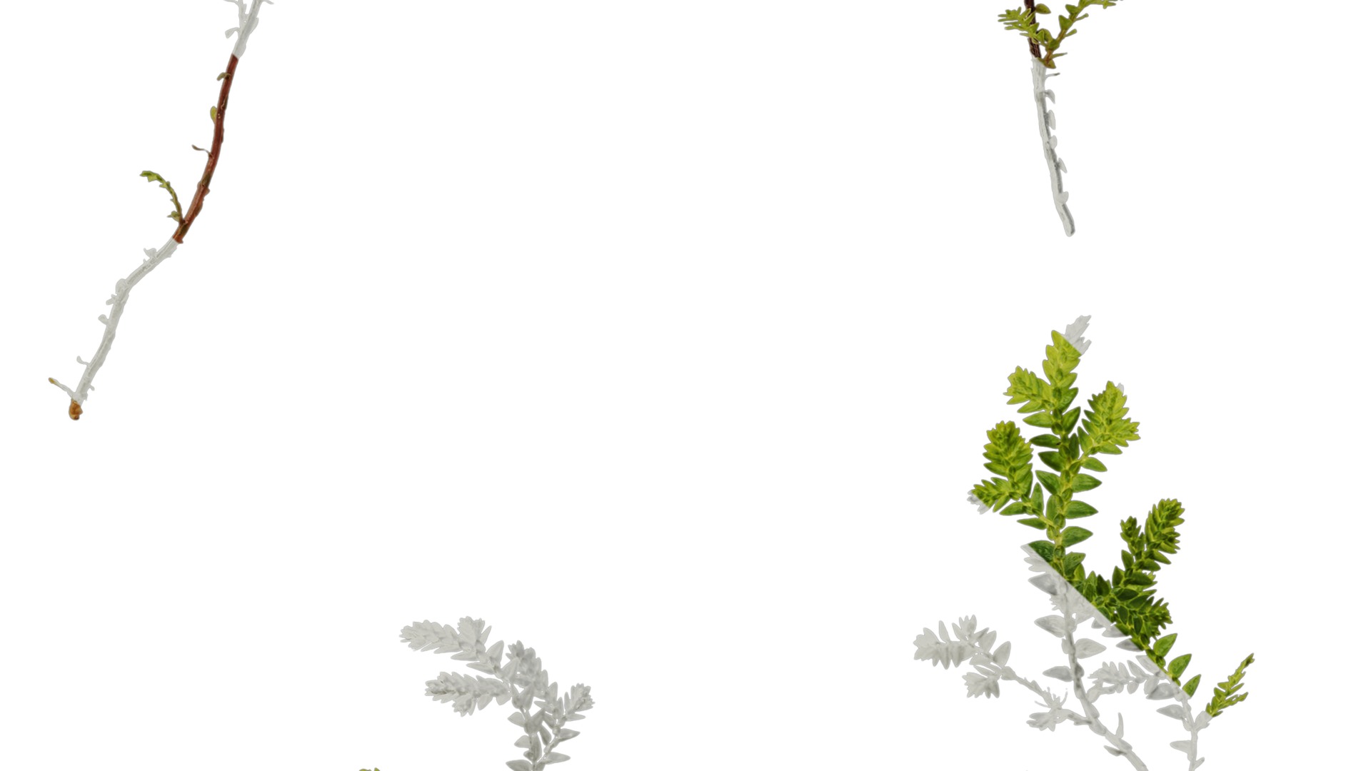 Anydrafts Selaginella heterostachys Atlas 03 Texture_7