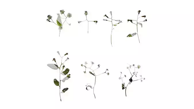 Anydrafts Senecio scandens Atlas 01