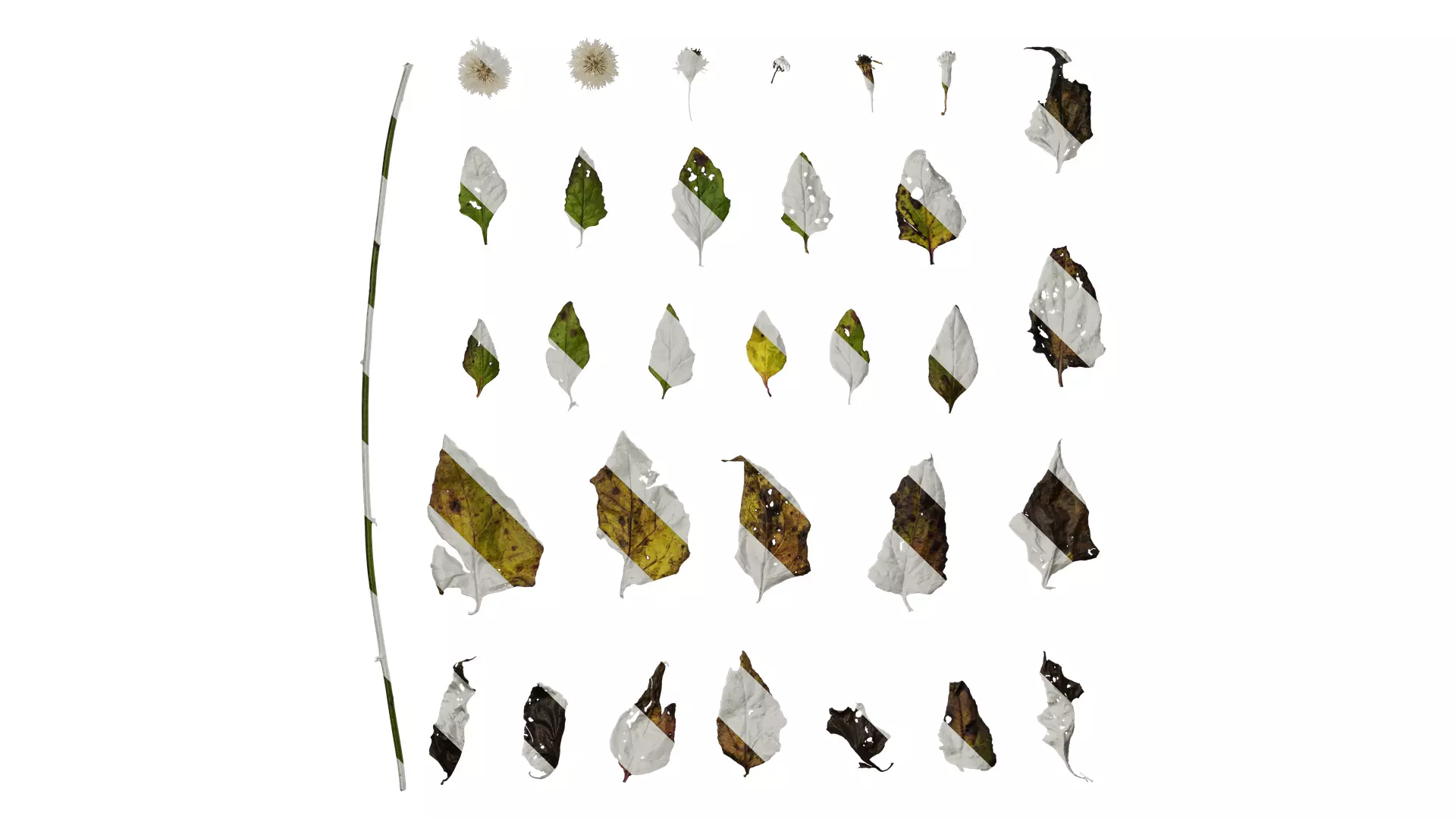 Anydrafts Senecio scandens Atlas 02 Texture_0