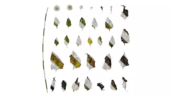 Anydrafts Senecio scandens Atlas 02